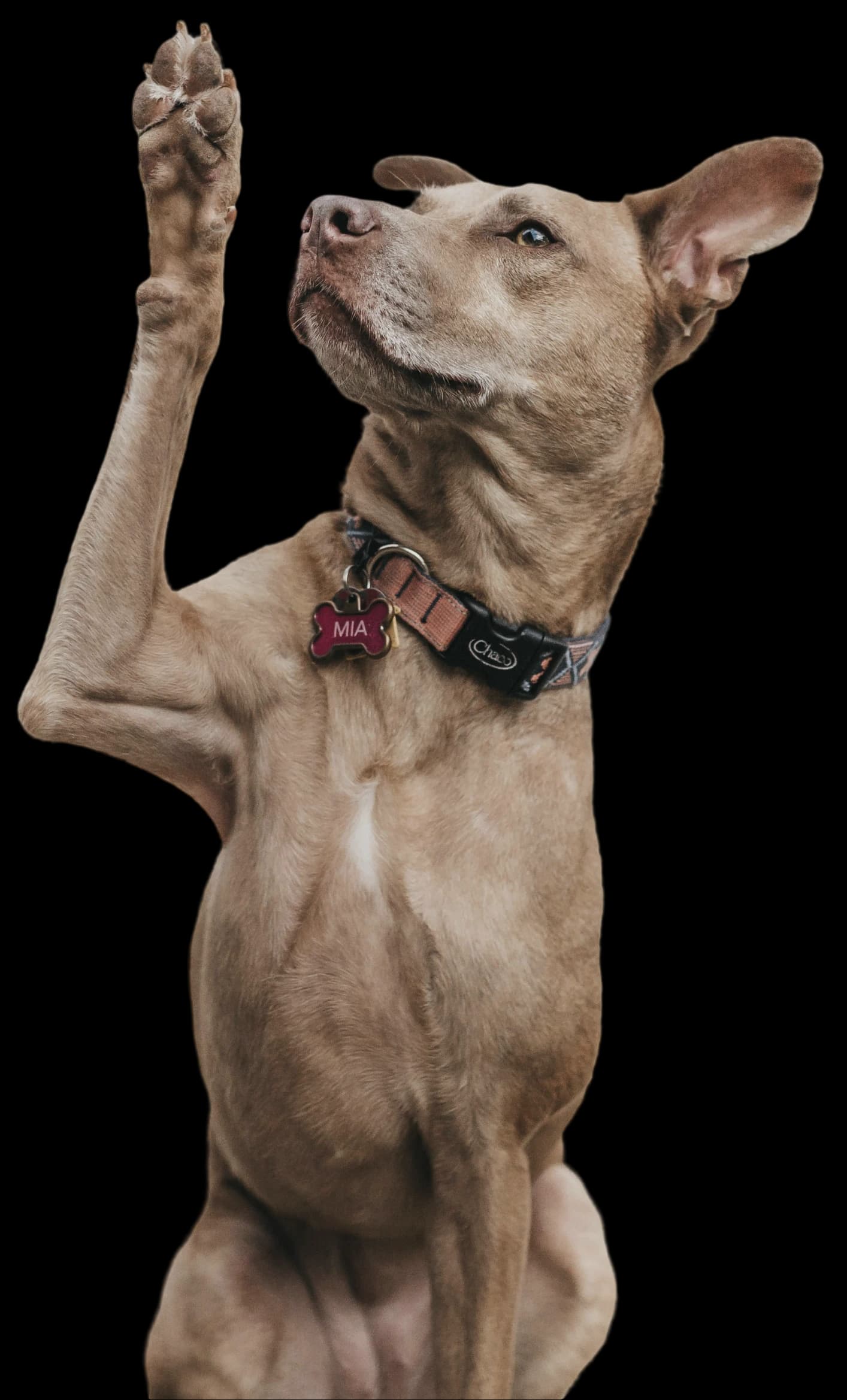 Chien en attente d'adoption