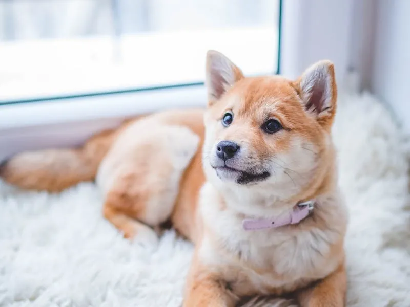 Animaux à adopter
