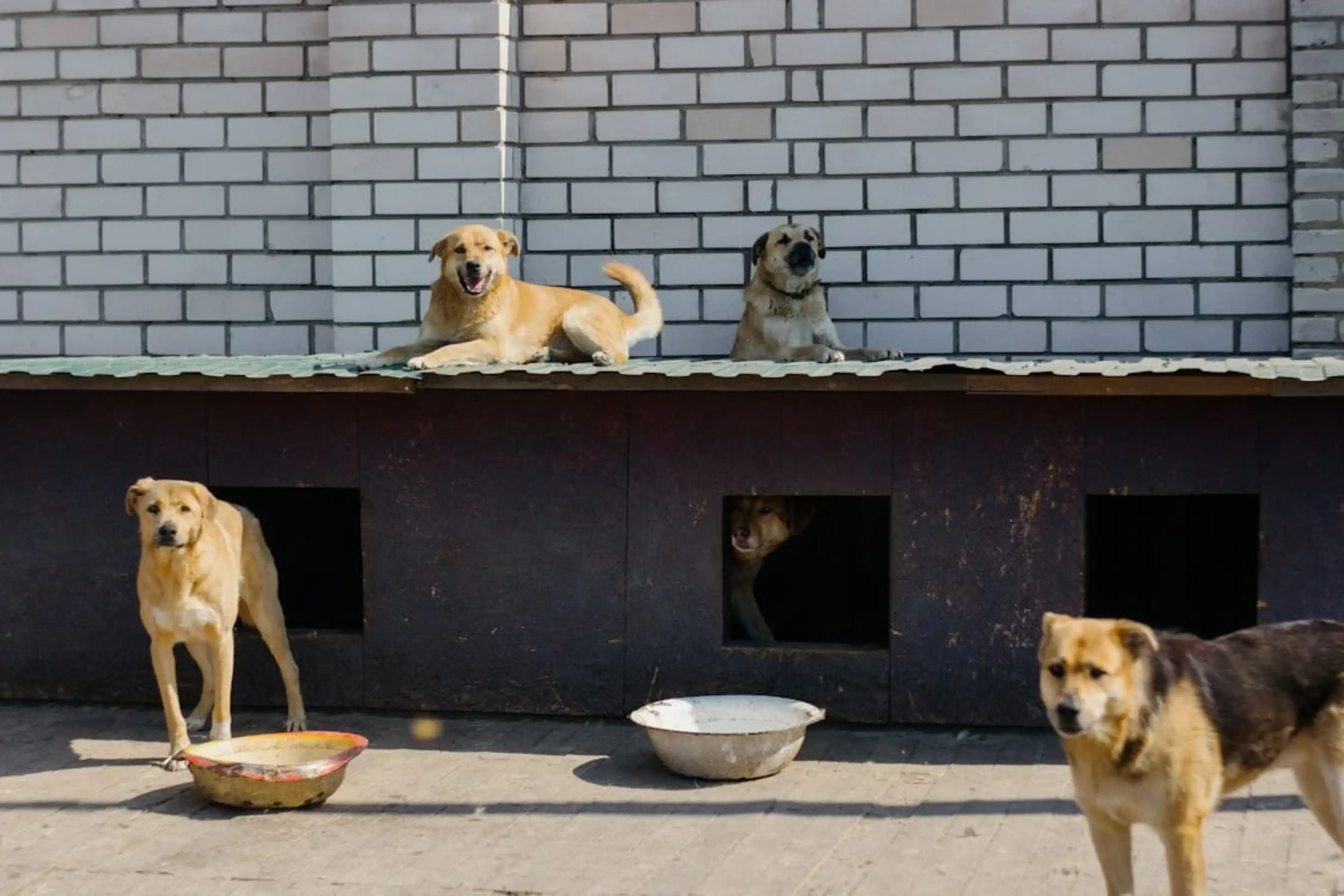 Groupe de chiens dans un refuge de la plateforme Boop