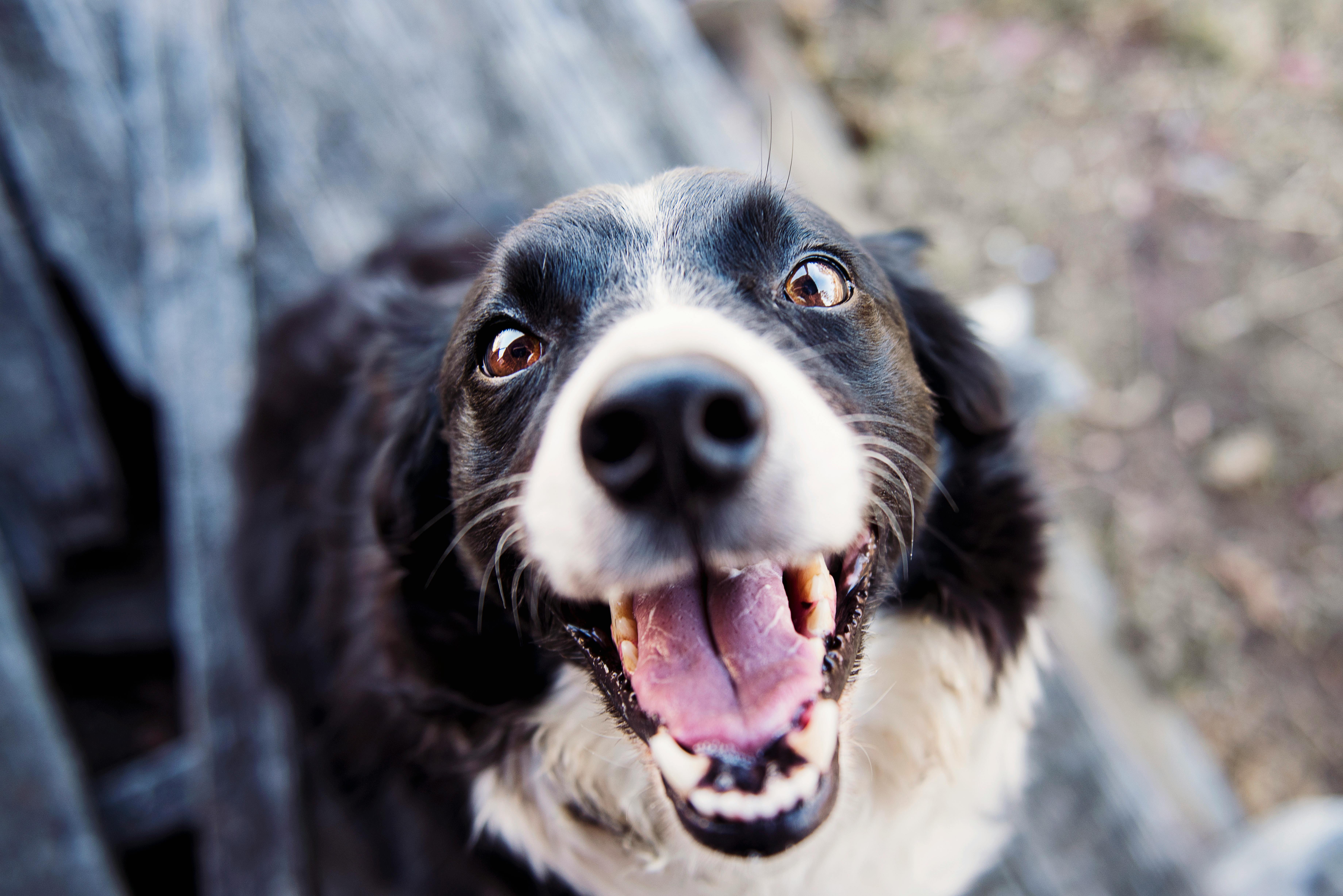 Animal à adopter